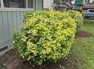 Bush Trimming by Josue Figueroa for Brandon S. in Newcastle, WA