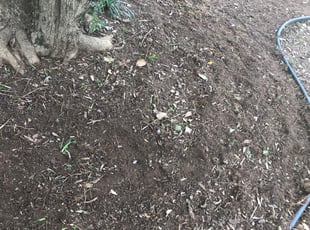 Weeding by Marco Antenor for Precious N. in Charlotte, NC