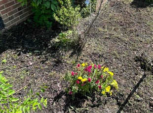 Weeding by James Mozelle for christopher g. in Norfolk, VA