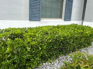 Bush Trimming by Patrick Paul for RACHEL D. in Clermont, FL