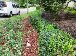 Bush Trimming by Christopher Harper for Flora R. in Gainesville, FL