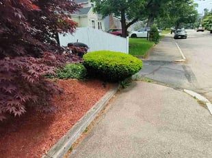 Bush Trimming by Joel Andrews for Stephania P. in Brockton, MA