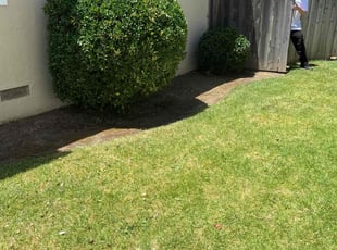Bush Trimming by Michael Ruiloba for Tiffany E. in Lodi, CA