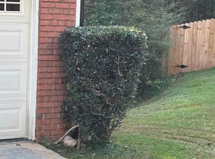 Bush Trimming by Jahzavya White for Kelvin P. in Decatur, GA