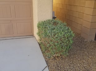 Bush Trimming by Leland Floyd for Adam K. in Las Vegas, NV