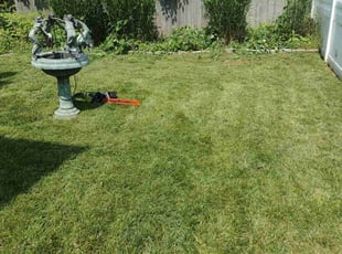 Bush Trimming by Matthew Spinelli for jane c. in Milford, CT