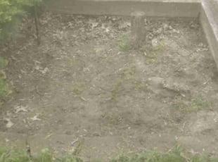 Weeding by Anthony Coleman for Jon C. in Lyndhurst, OH
