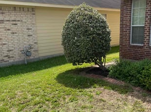 Bush Trimming by Chad Z Zibilski for Jay B. in Cypress, TX