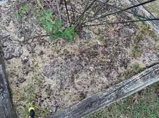 Weeding by Brandon Chapman for Iris R. in Raleigh, NC
