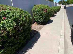 Bush Trimming by jimmy ruiz for Jordan J. in Mesa, AZ