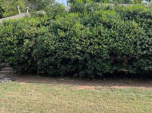 Bush Trimming by Austin Short for Marilyn B. in Norman, OK