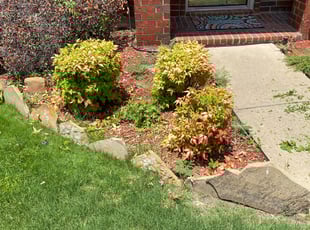Bush Trimming by Billy Woodruff for Haley M. in Frisco, TX