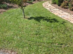 Cameron Z.'s Lawn Care service result