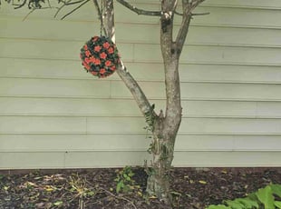 Bush Trimming by Jermaine Dean for Tracey A. in Charlotte, NC