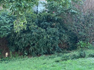 Bush Trimming by Timothy Frieze for Cliff M. in Ozark, MO