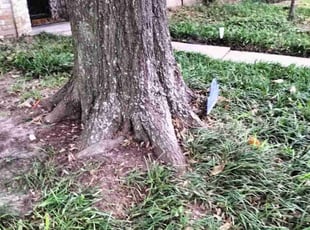 Leaf Removal by Dawn Remlinger for Jessica Z. in Houston, TX