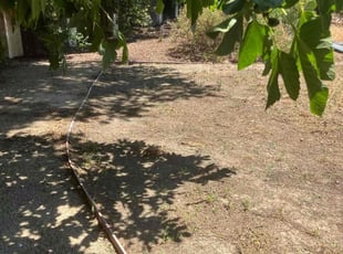 Leaf Removal by Gabriel Aldrete Contreras for Eris Z. in Davis, CA