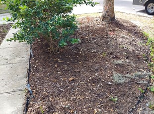 Leaf Removal by Jacob Thompson for Joe H. in Safety Harbor, FL