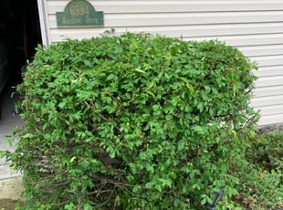 Bush Trimming by Robert Peters for Felicia L. in Hamilton, OH