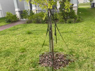 Weeding by Santos Benites for Ashley G. in Winter Garden, FL