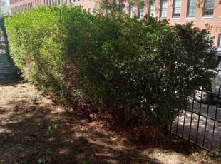 Bush Trimming by Bailey Ross for Erin S. in St. Louis, MO