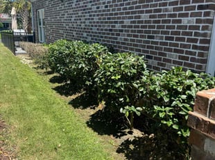 Bush Trimming by Marco Garcia for Todd W. in Myrtle Beach, SC
