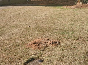 Leaf Removal by Sarah Williams for Carly G. in Hapeville, GA