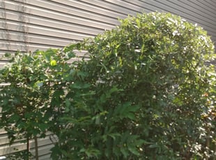 Bush Trimming by Geraldine Marshall for Sam M. in Lexington, SC