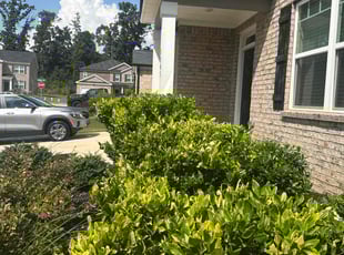 Bush Trimming by Howard Collier for Kristi P. in Stockbridge, GA