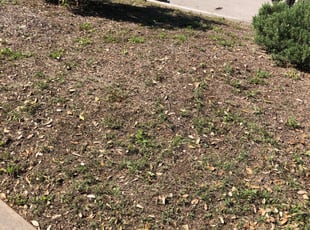 Leaf Removal by Melissa Robinson for Katie P. in San Antonio, TX