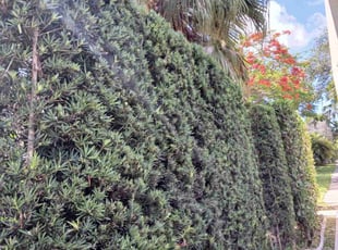 Bush Trimming by John Hernandez for Juan A. in Miami, FL