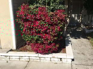 Bush Trimming by Armando Blanco for Leonard L. in Norwalk, CA