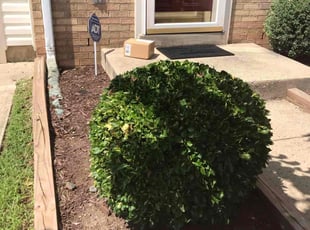 Bush Trimming by Margarito Cardona for Tamara D. in Sterling, VA