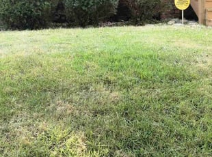 Bush Trimming by Ronald Bell for Celia F. in Kansas City, MO