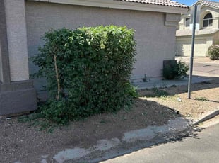 Bush Trimming by Michael Rizzo for Nathan J. in Mesa, AZ