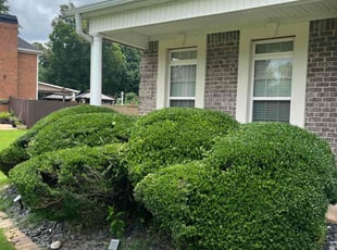 Bush Trimming by Mylan Moffett for Nicole M. in Covington, GA