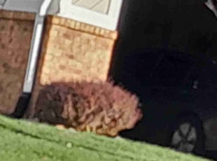 Cleanups by Michael Miyake for Derick D. in Farmington Hills, MI