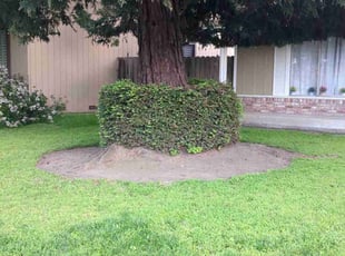 Bush Trimming by Philip Phan for Sherry H. in Stockton, CA
