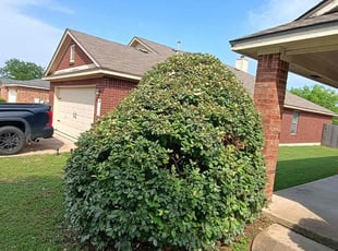 Bush Trimming by Wilmer Guevara for Noreen B. in Leander, TX