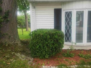 Bush Trimming by Keith Taylor for Christian G. in Euclid, OH