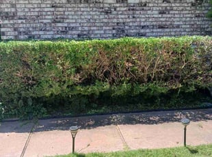 Bush Trimming by Ronald Rhodes for Mona B. in Oklahoma City, OK