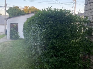 Bush Trimming by Mark Gorka for Warren H. in Milwaukee, WI