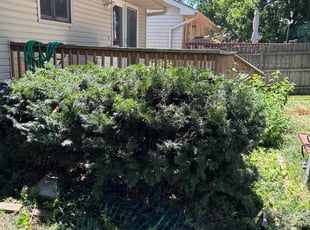 Bush Trimming by William Sidzyik for Jackie F. in Omaha, NE