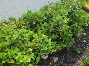Bush Trimming by Carlos Martinez for Aaron S. in CHAMPIONS GT, FL