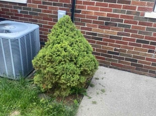 Bush Trimming by Robert Cain for Amy N. in Livonia, MI
