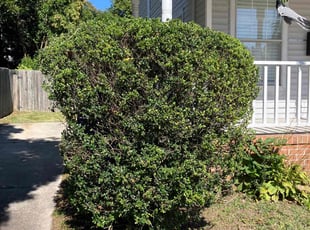 Bush Trimming by Joel Walton for Gabriela G. in Norfolk, VA