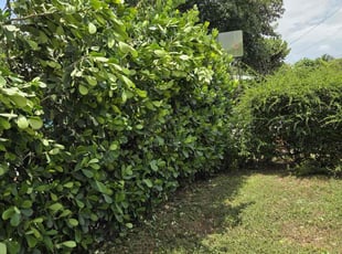 Elizabeth F.'s Weeding service result