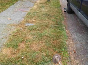 Angelica R.'s Bush Trimming service result