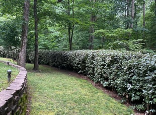 Bush Trimming by Daniel Reyes for Scott P. in Lake Wylie, SC