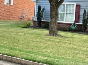 Leaf Removal by Frederick Tarden for Drucilla R. in Olive Branch, MS
